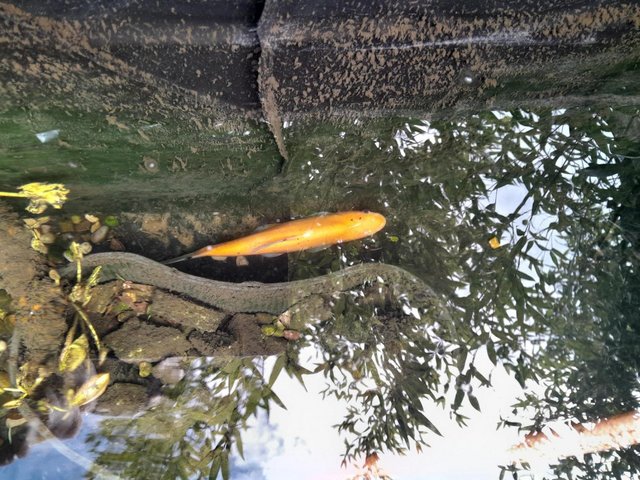 Preview of the first image of FREE, GOLDEN TENCH, removing pond,.