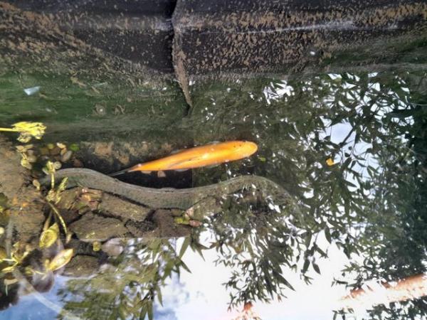 Image 1 of FREE, GOLDEN TENCH, removing pond,