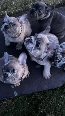Image 2 of Beautifully unique frenches! lilac fawn Merle