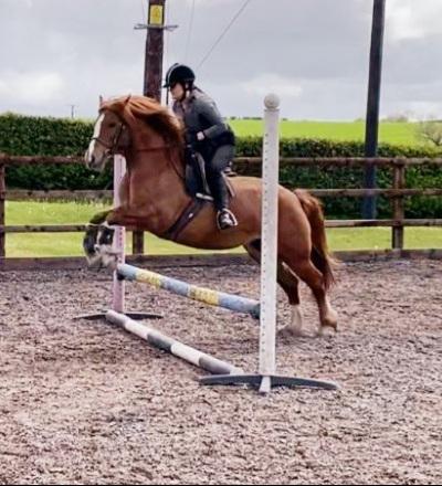 Image 2 of 13'2hh Welsh Section C Pony For Sale