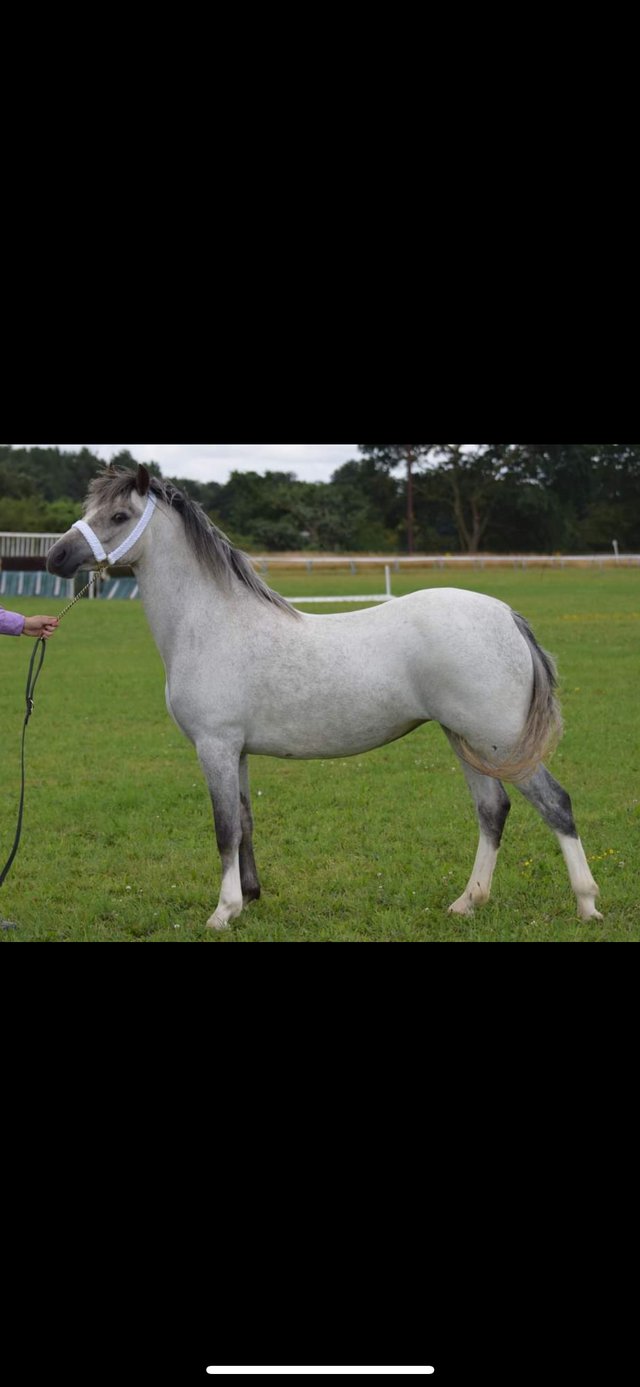 Preview of the first image of Rising 3yo Welsh A mare.