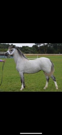 Image 1 of Rising 3yo Welsh A mare