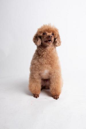 Image 5 of KC REG EXTENSIVELY HEALTH TESTED RED TOY POODLE STUD