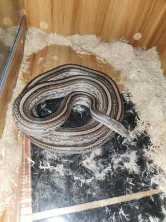 Image 3 of Corn snake for sale and set up