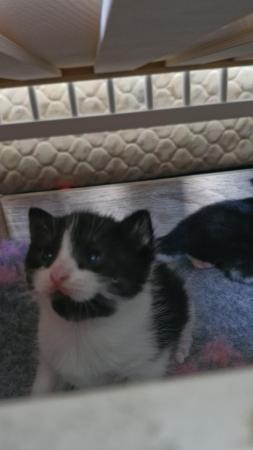 Image 1 of Beautiful kittens for sale, I have 2 female kittens for sale