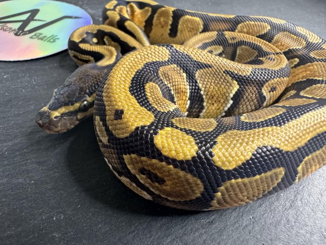 Preview of the first image of CB23 0.1 Fire OD Het pied royal/ball python baby.