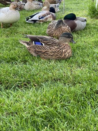 Image 1 of Call Duck Hatching Eggs **quality stock**