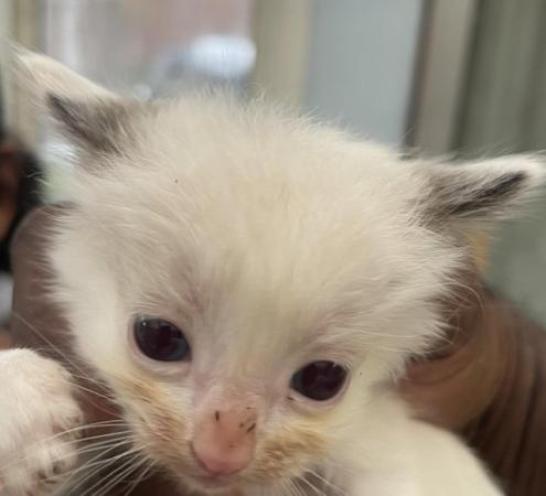 Image 7 of Bicolour Ragdoll kittens both presents can be seen with the