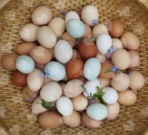 Image 1 of Blue, Black, Splash, Buff, Lemon Orpington Hatching eggs