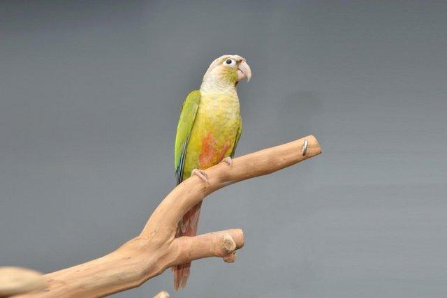 Image 6 of Baby pineapple Conure for sale,19