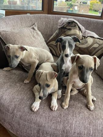 Image 6 of Beautiful whippet puppies
