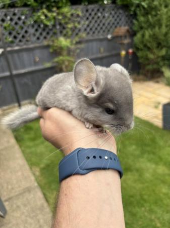 Image 2 of Sold - Violet male chinchilla ready now