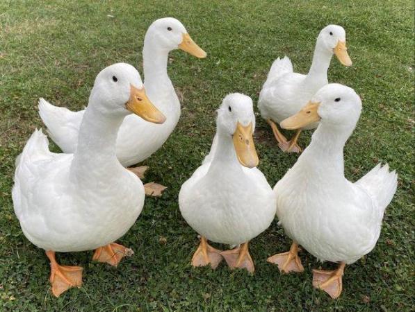 Image 2 of Beautiful Male Pekin Ducks for sale