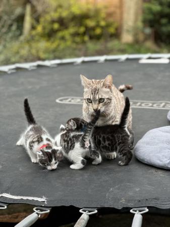 Image 5 of Bengal x kittens for sale