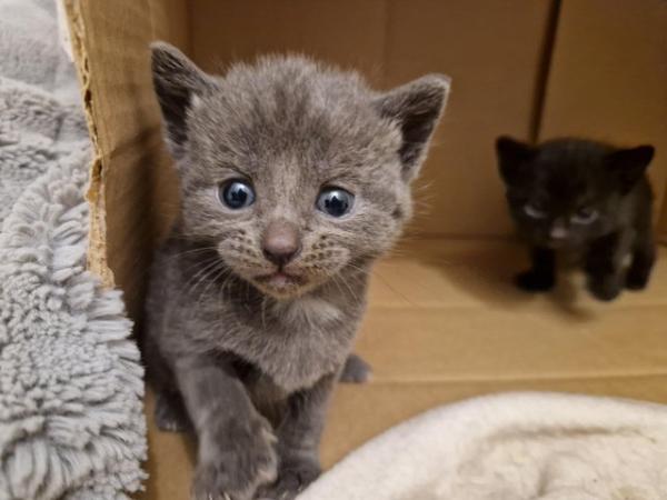 Image 15 of Russian blue Cross kittens