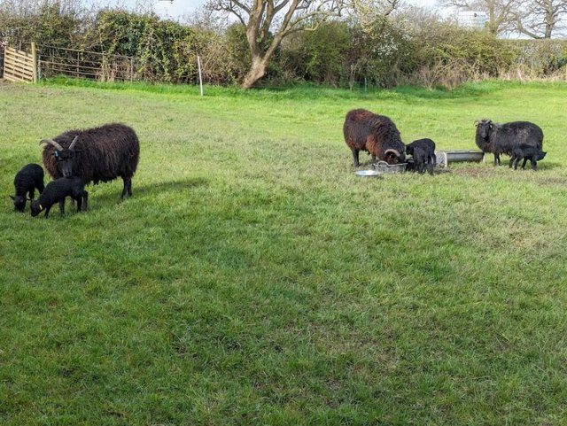 Preview of the first image of Ewes with Lambs at foot.Born early April 24.