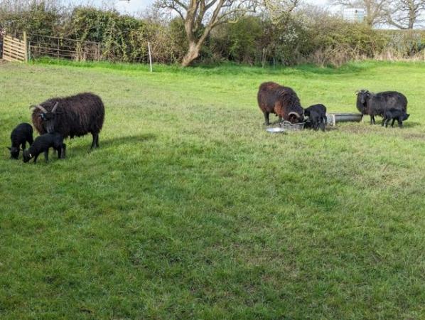 Image 1 of Hebridean Starter Flock, Ewes, Lambs and Shearling ewes.
