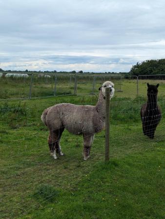 Image 3 of 7 year old BAS registered rose gray male alpaca