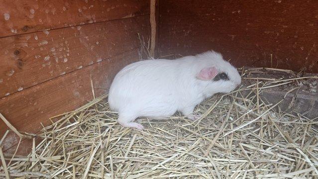 Image 1 of Female Guinea pigs for sale