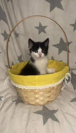 Image 1 of Kitten for sale 1 boys left