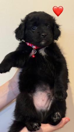 Image 10 of Australian Labradoodle for sale