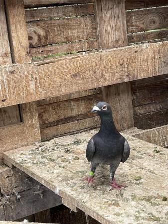 Image 5 of Quality Racing Pigeon For Sale