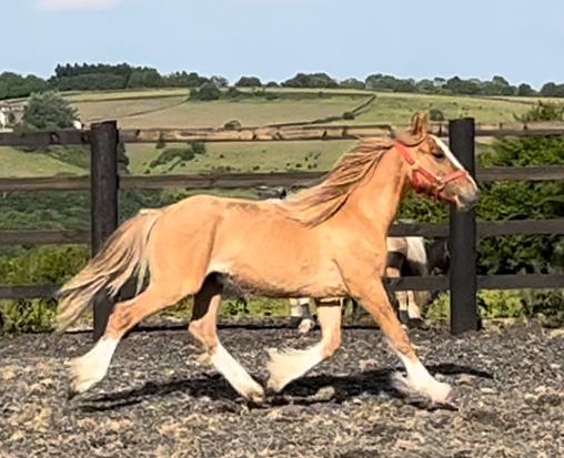 Preview of the first image of Red Dun 4 whites traditional Cob yearling gelding to make 14.