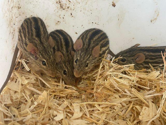 Preview of the first image of Zebra mice ( striped grass mice).