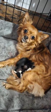 Image 6 of Pomchi puppy girls looking for forever homes