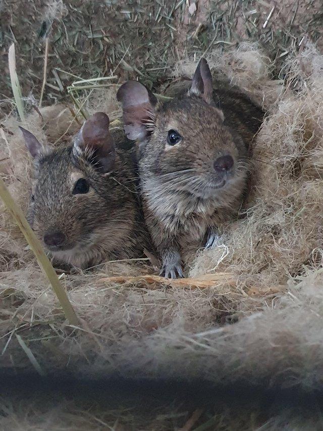 Preview of the first image of 2 Male Degus with Complete Set Up For Sale.