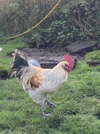 Image 2 of Beautiful cream and black coloured hybrid cockeral