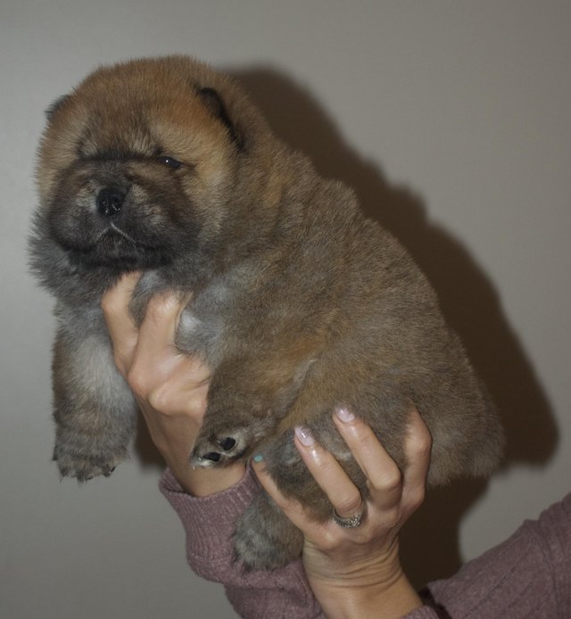Preview of the first image of Kc reg rough coat chow chow Can be seen with mum.