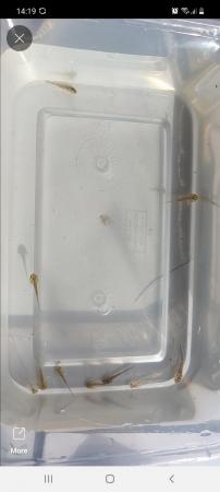Image 3 of Baby axolotls mum and dad in pix