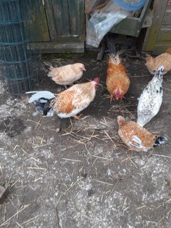 Image 1 of Free Cockerels , lovely colours and free ranging