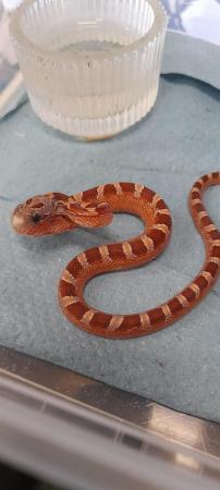 Image 2 of Cb23 Hypo pewter & granite pied corn snakes