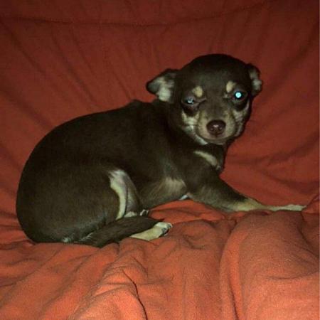 Image 9 of DELILAH - a Delectable, Miniature Chocolate Chihuahua Girl !