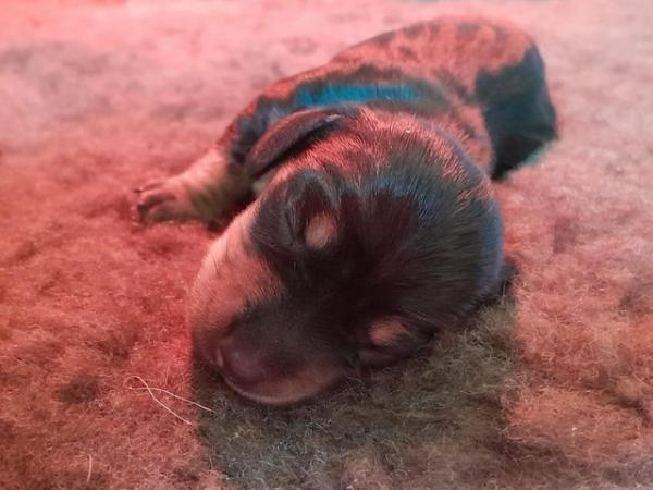 Image 4 of smooth hair black + tan miniature dachshunds