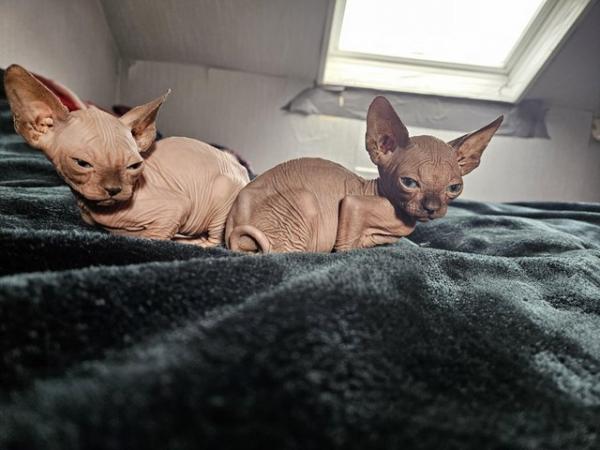 Image 3 of Playful and loving Sphynx kittens