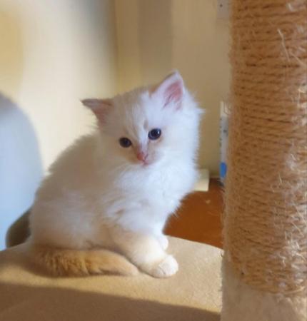 Image 9 of Pure bred Ragdoll Kittens Seal Tortie girl/Apricot cream boy