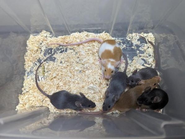 Image 3 of 6 week old Female Mice well handled