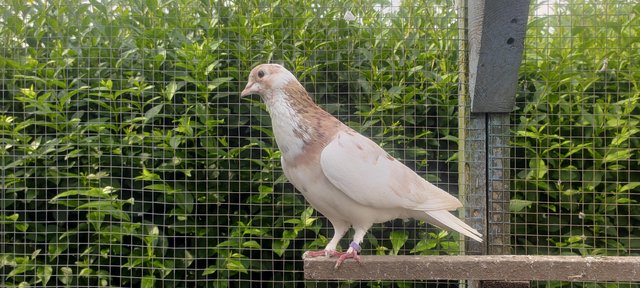 Image 3 of Beautiful roller pigeons for sale