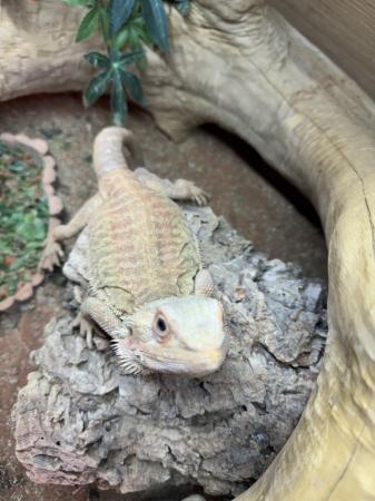 Image 6 of Bearded dragons with full setup