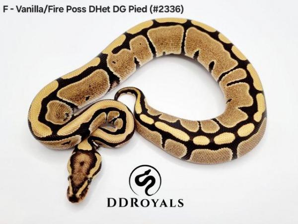 Image 2 of Royal Pythons: Pieds, Desert Ghosts. ADULTS AND HATCHLINGS