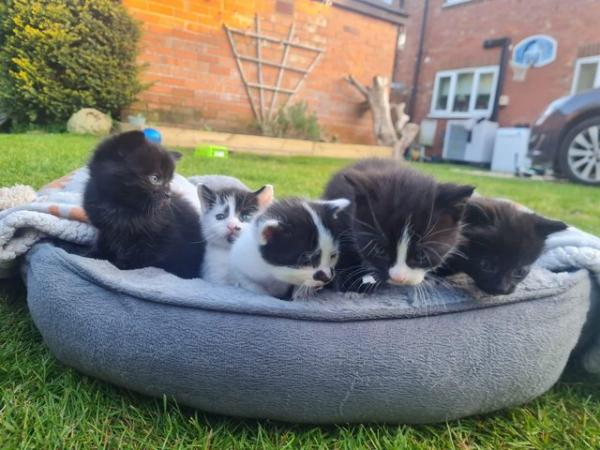 Image 4 of 9 week old kittens mixed litter