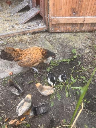 Image 2 of Sebright bantams & 4 chicks