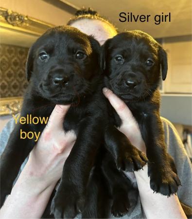 Image 6 of Playful Black Labrador pups - perfect family dogs