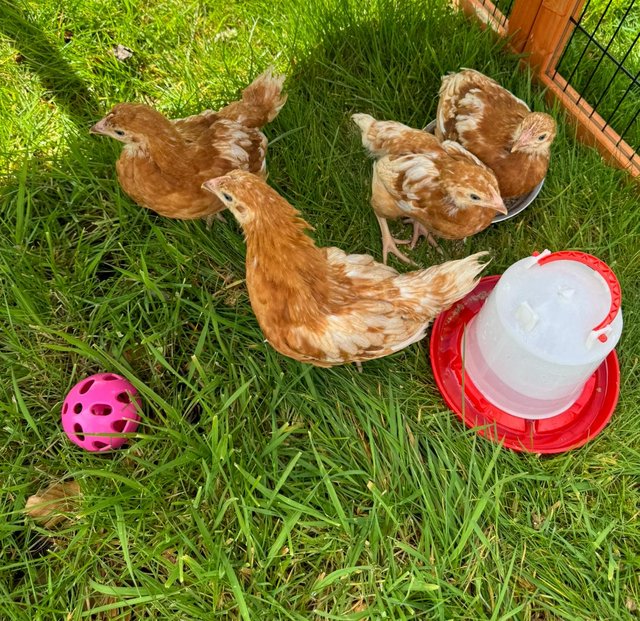 Preview of the first image of Young warrens all females chickens.