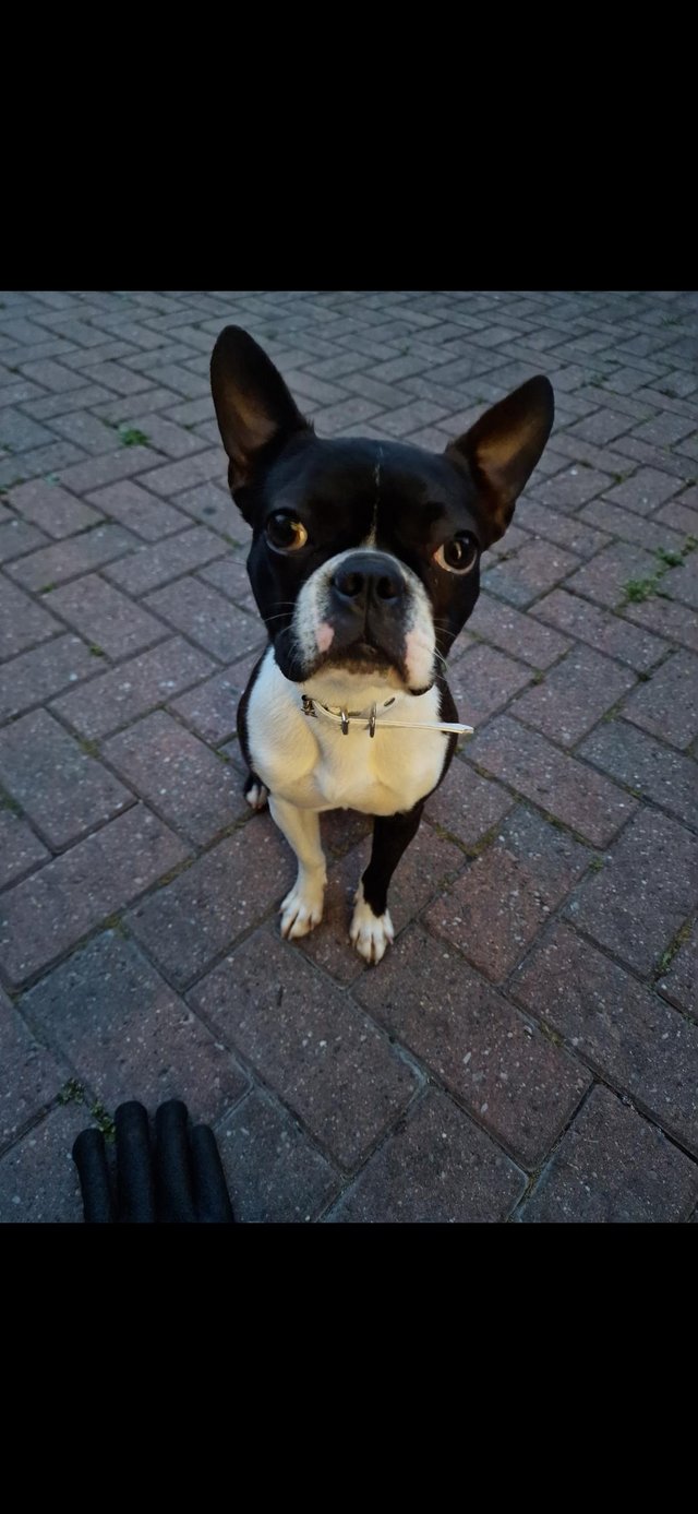 Preview of the first image of Boston Terrier female, 2.5 years old.
