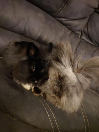 Image 2 of Male and female double main lion head rabbits