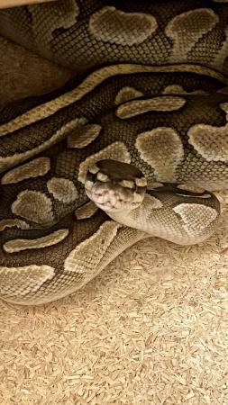 Image 4 of Female Lesser ball python